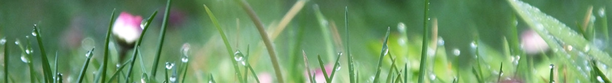 Dettmer-Psychotherapie